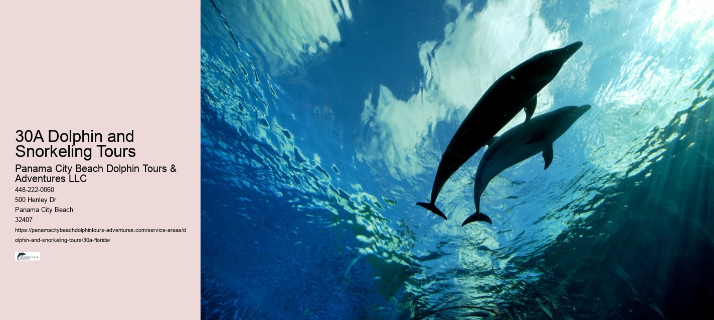 Speed Boat Dolphin Tour