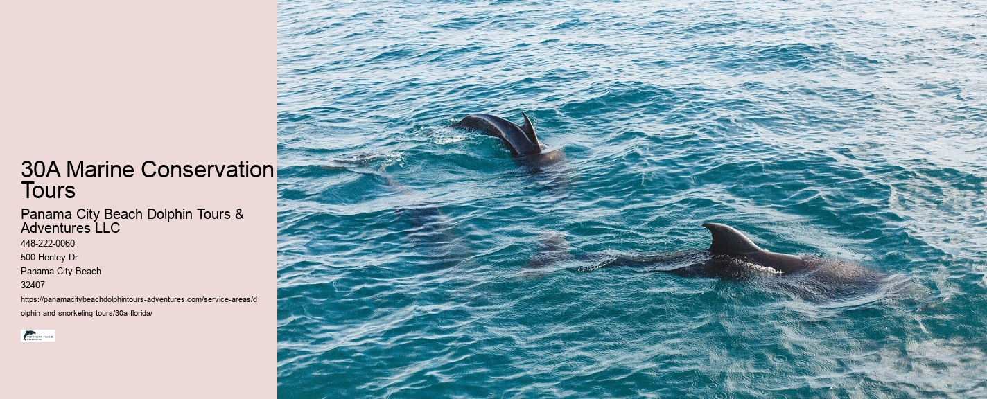 A Dolphin Show