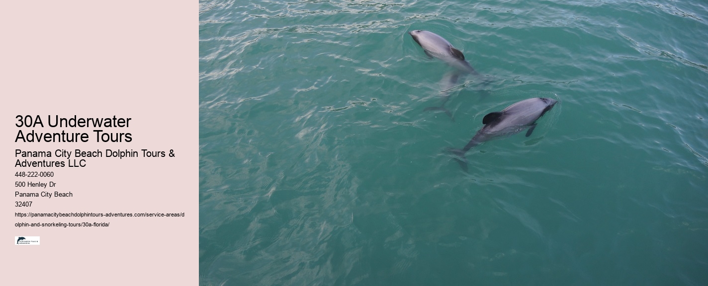 Best Dolphin Tours Near Me