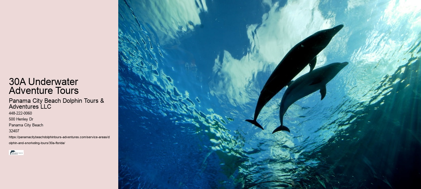 What not to do around dolphins