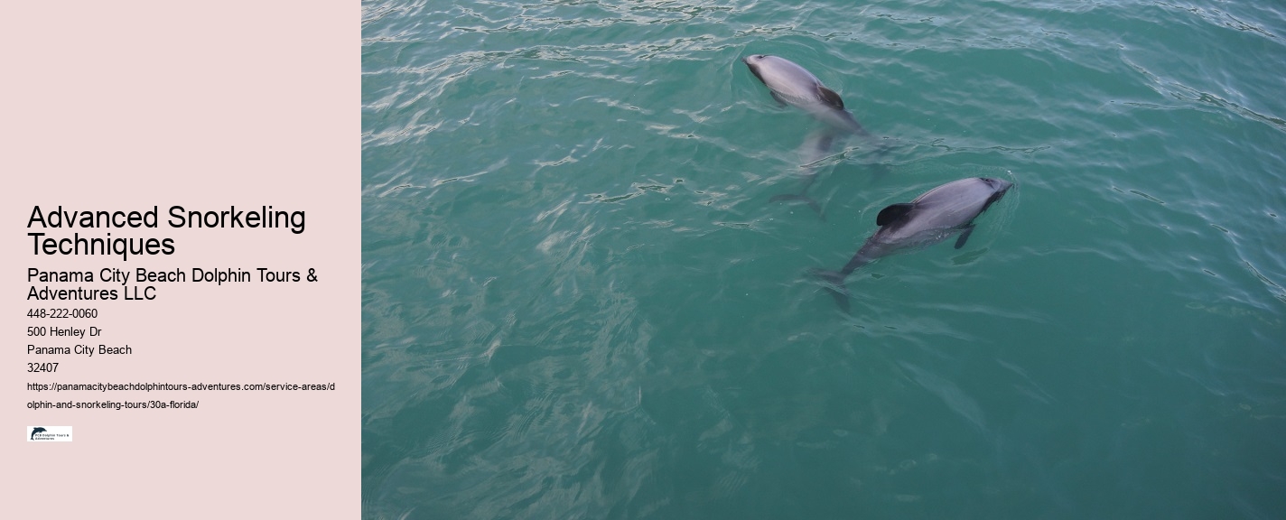 Speed Boat Dolphin Tour
