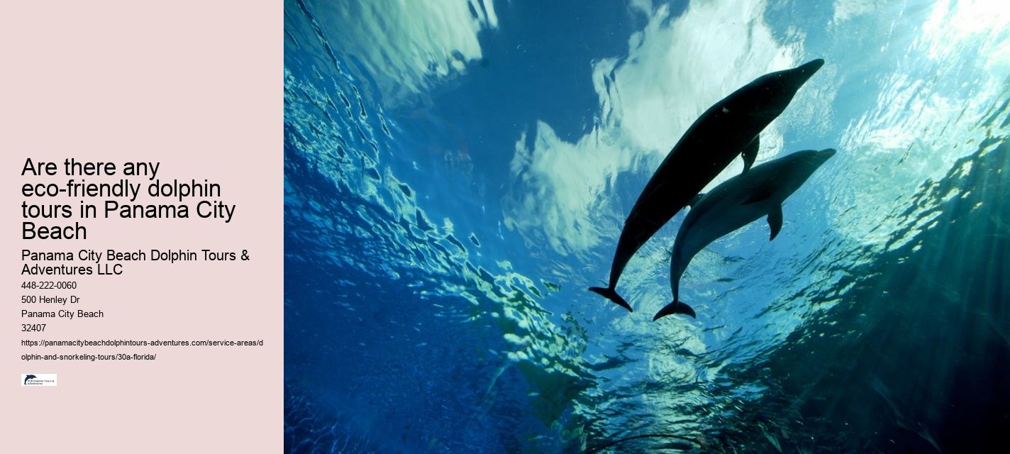 Dolphin and Snorkel Tours Near Me