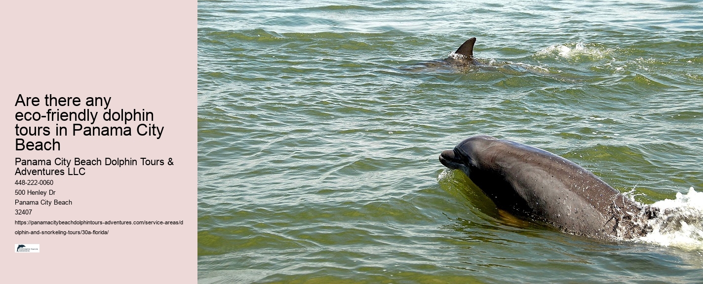 Dolphin Travels Review