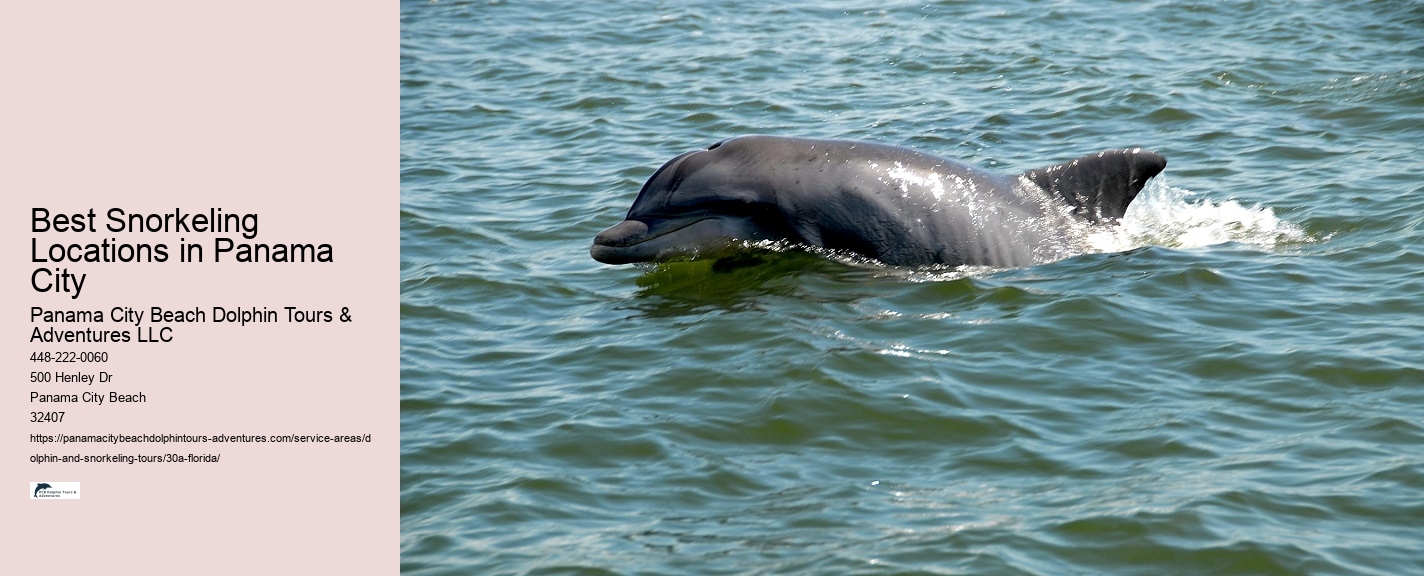 Salty Fins Dolphin and Snorkeling Tours