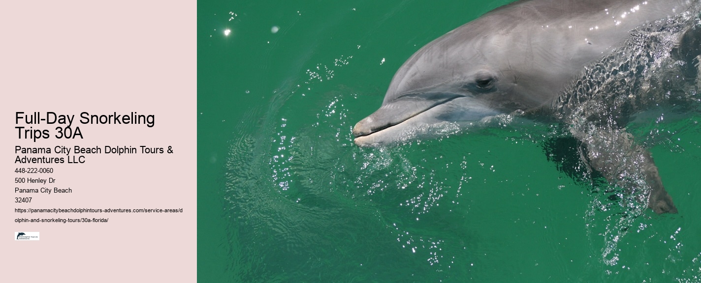 Which beach is best for dolphin