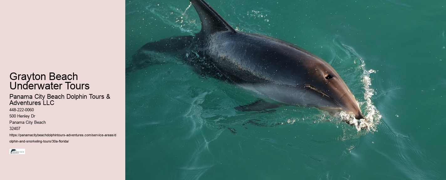 Dolphin Cruises