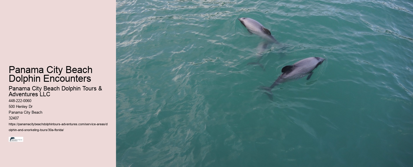 Guided Dolphin Tours Panama City