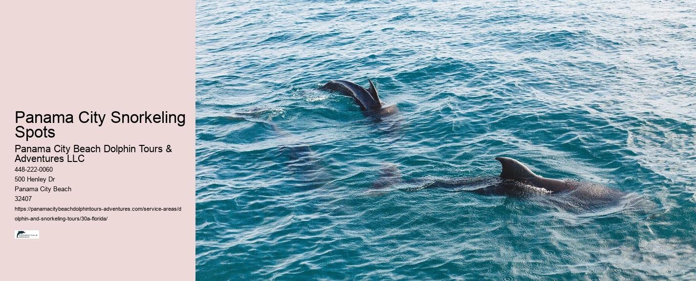 Dolphin Watching Boat Tours
