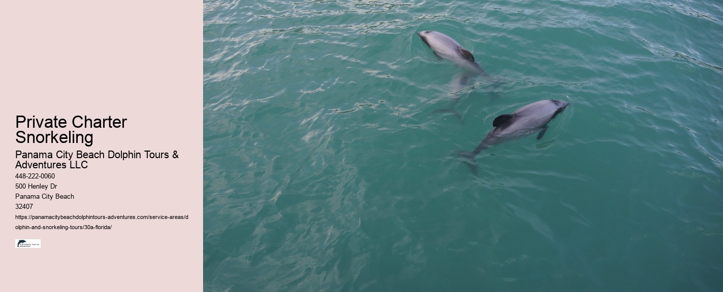 Best Dolphin Tour Near Me