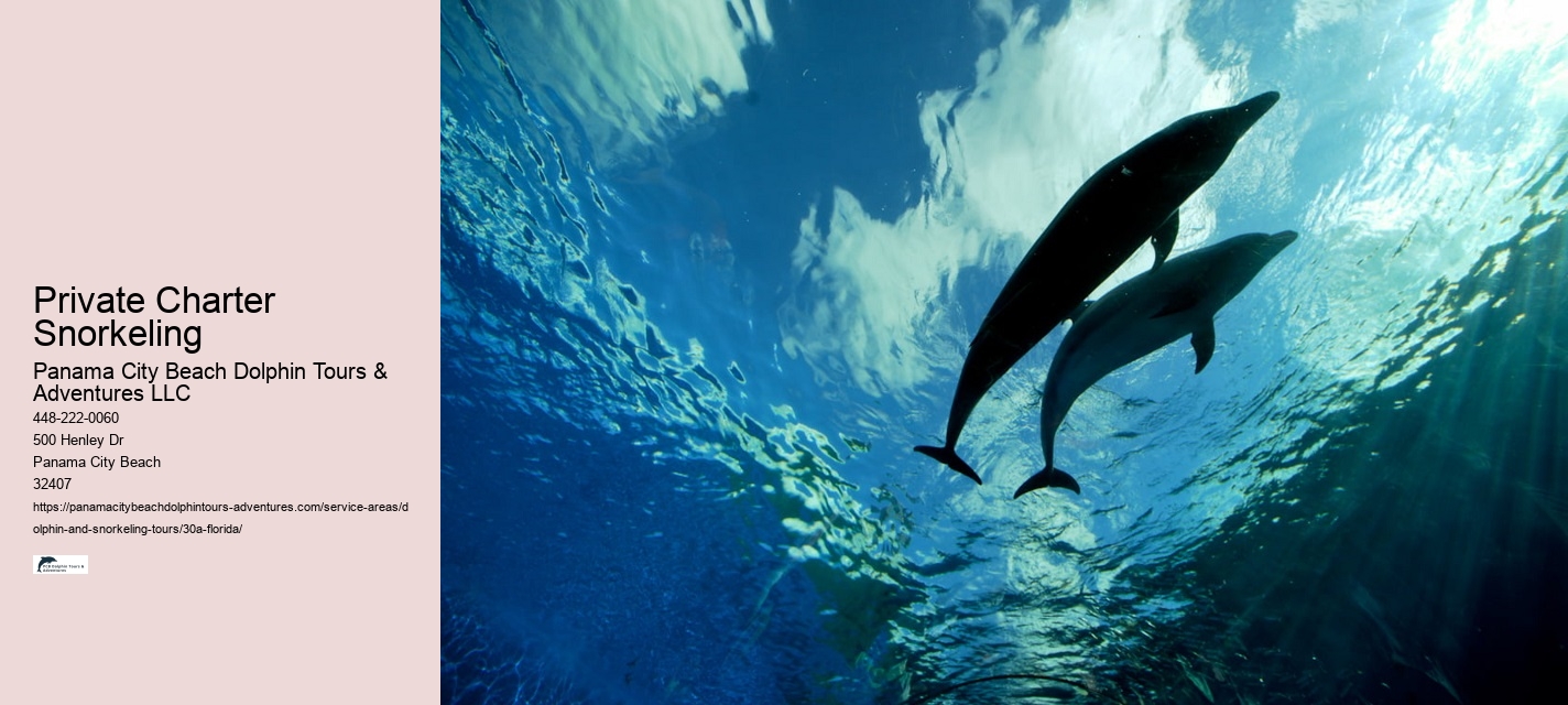Florida Dolphin Tours