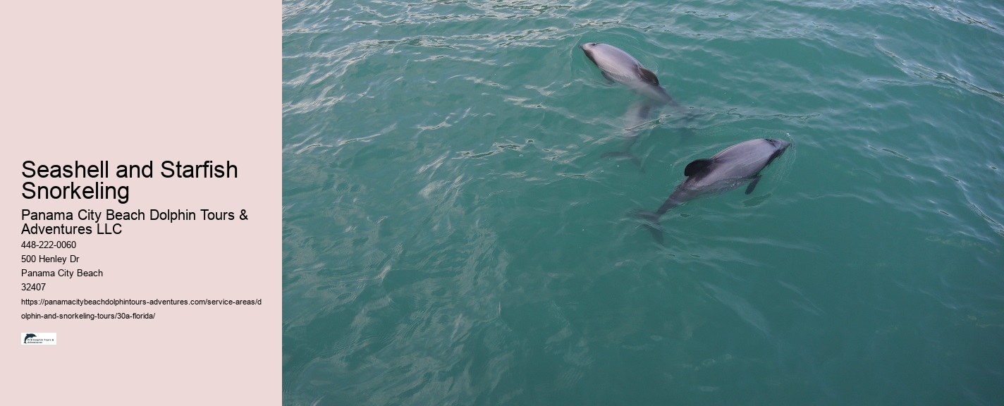 Rosemary Beach Dolphin Watching