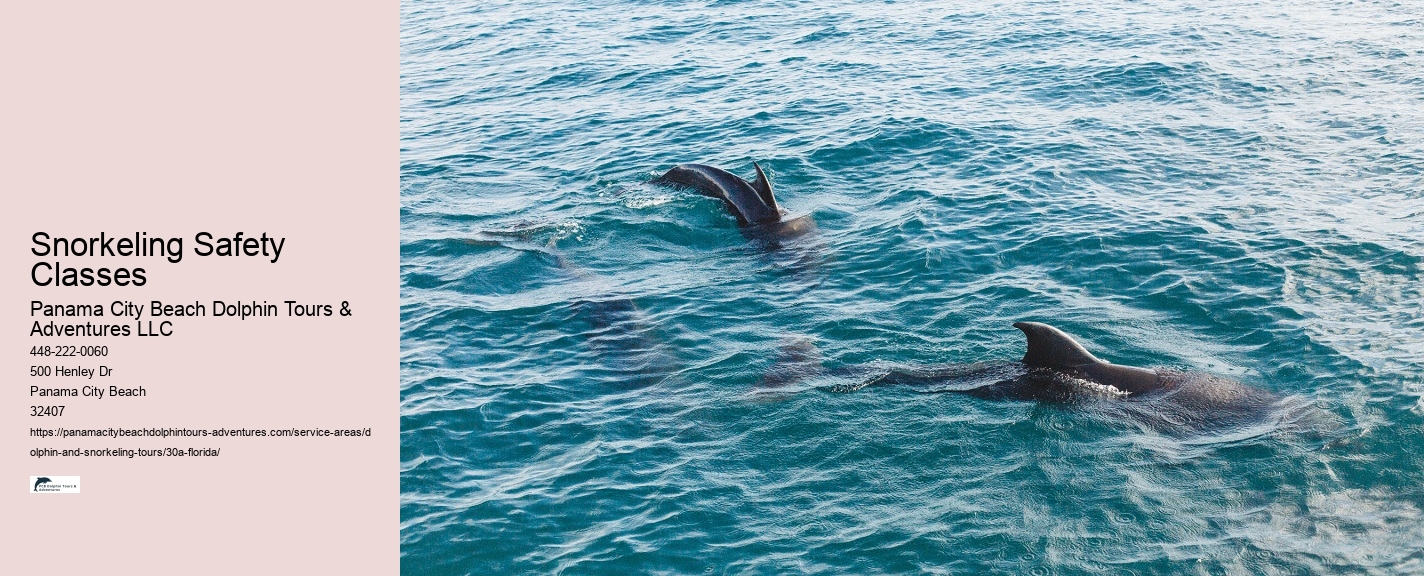 What is the difference between dolphin discovery and dolphin encounter