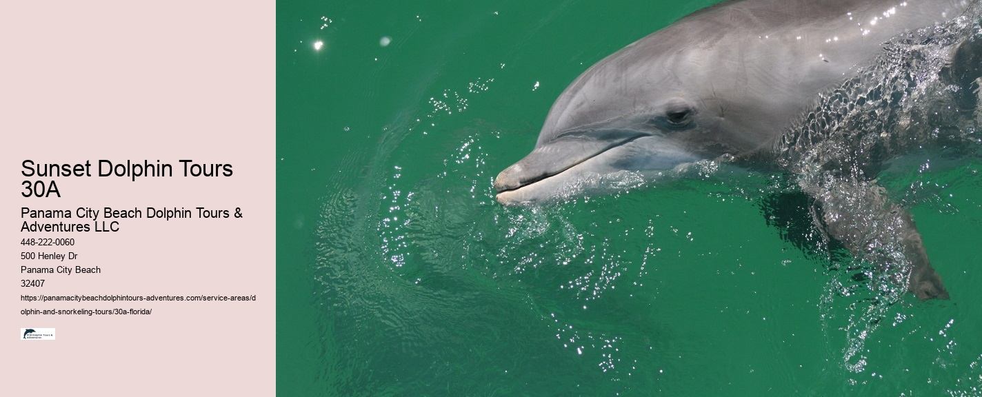 Dolphin Snorkeling Tour