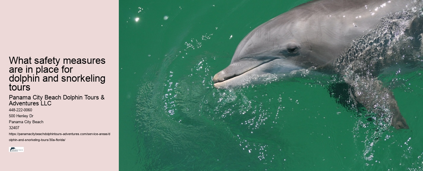 Dolphin Tours