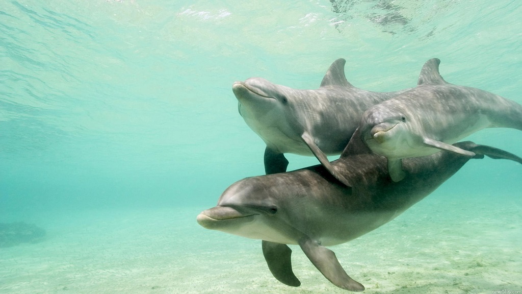 Destin Dolphin and Snorkeling Tours