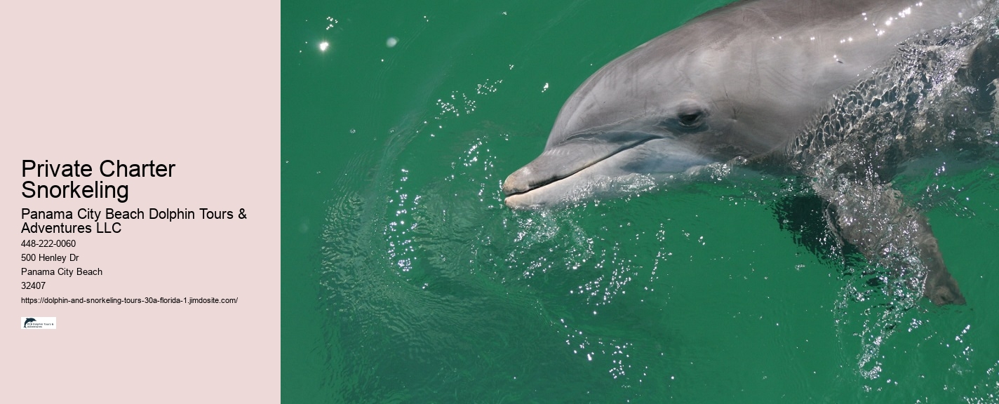 What is the difference between dolphin encounter and dolphin swim