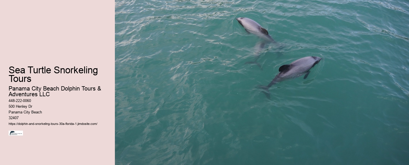 Why Dolphins Like To Swim With Boats