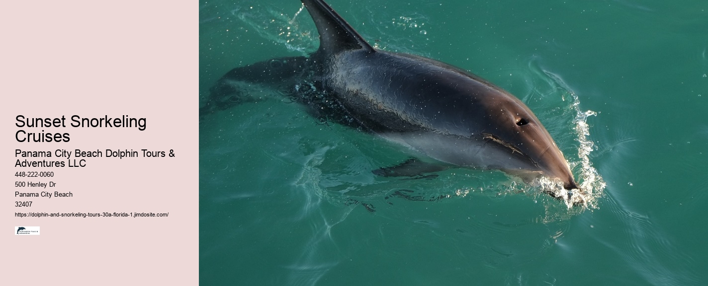 Customizable Dolphin Tours