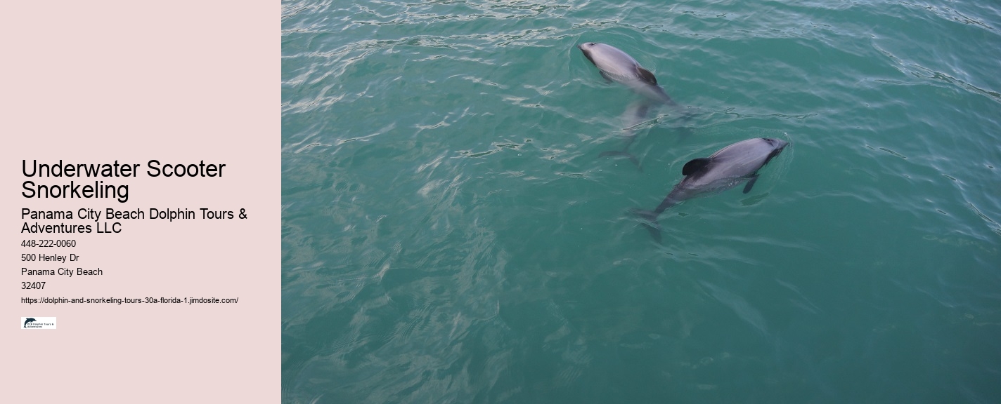 Dolphin Watching Cruise Near Me