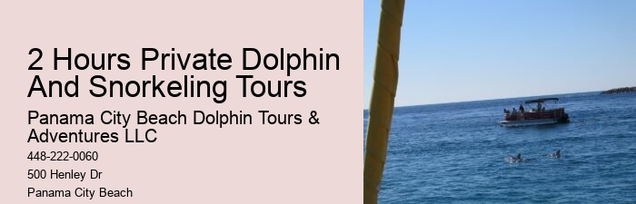 Why Do You Wear A Wetsuit When Swimming With Dolphins