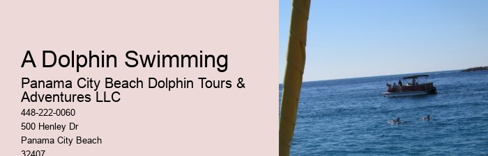 Dolphin Tours Near Me