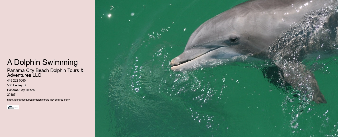 Elite Dolphin Watching with Snorkeling