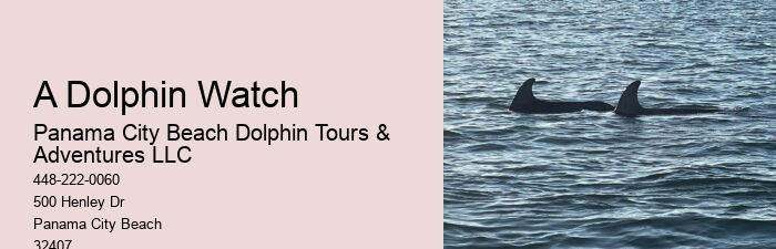 Dolphins And Snorkeling