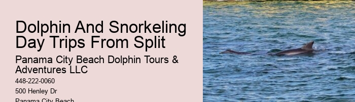 Split Boutique Dolphin And Snorkeling Experiences