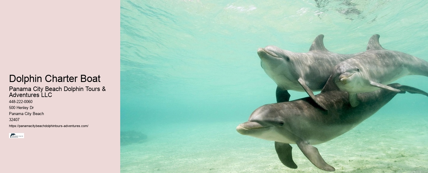 Are There Dolphins In Panama City Beach