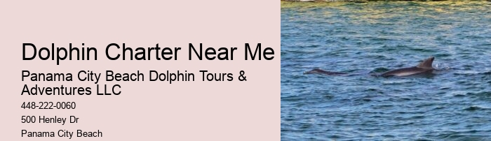 Split Unforgettable Snorkeling And Dolphin Trips