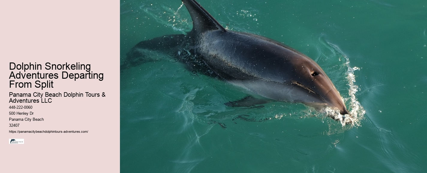 Dolphin Adventure Excursions in PCB