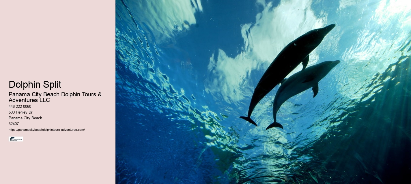 Elite Dolphin Safari with Snorkeling