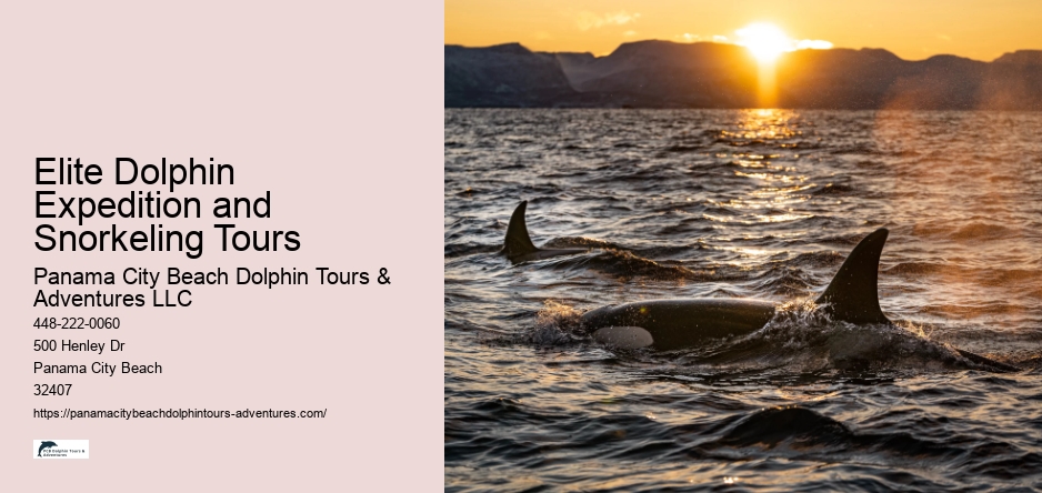 Elite Dolphin Expedition and Snorkeling Tours