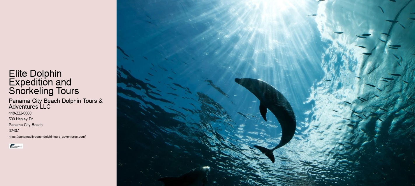Can I bring my own food and drinks on the dolphin tour