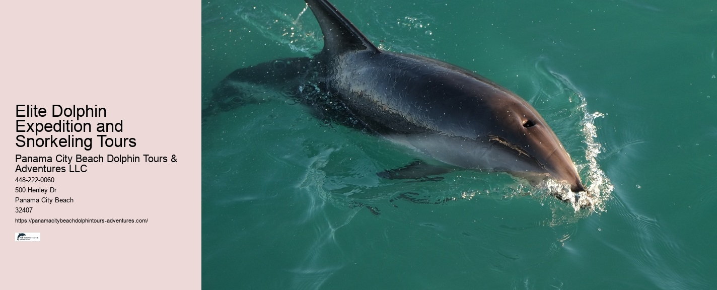 How To Swim With Dolphins