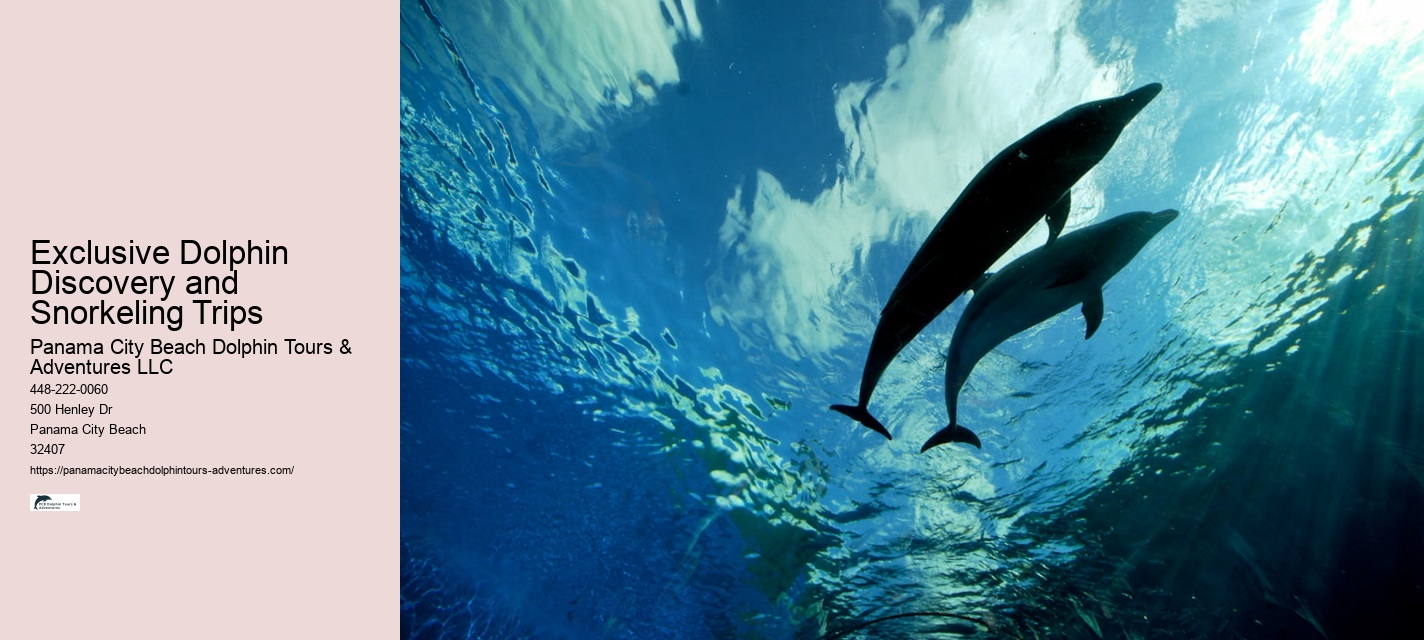 Split Eco-tours Featuring Dolphin Encounters And Snorkeling