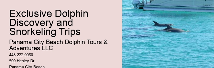 5 Things You Should Know Before Swimming With Dolphins In Cancun