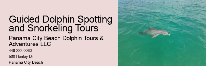 Deluxe Dolphin Expedition with Snorkeling