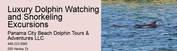 Salty Fins Dolphin And Snorkeling Tours