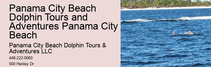 Dolphin Tours