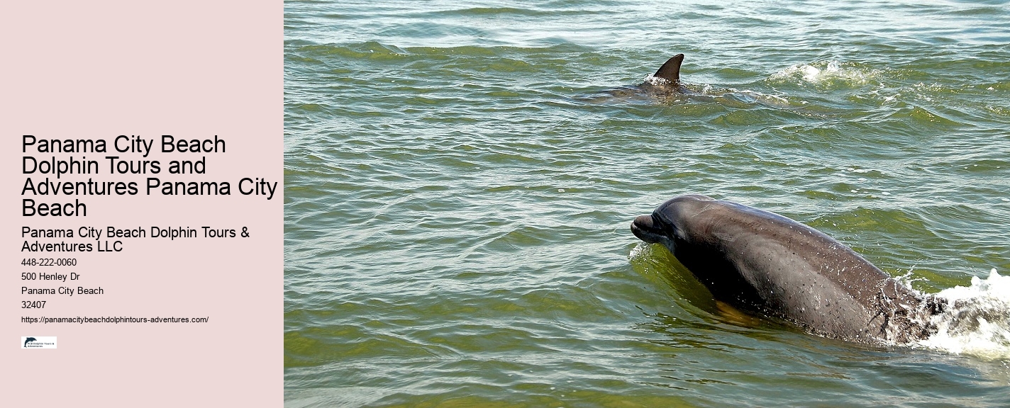 18 Best Places To Swim With Dolphins