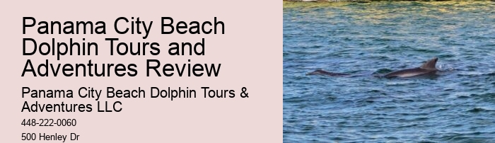 VIP Dolphin Swim and Snorkeling Tours