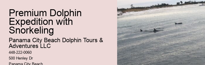 9 Great Dolphin Tours In Panama City Beach