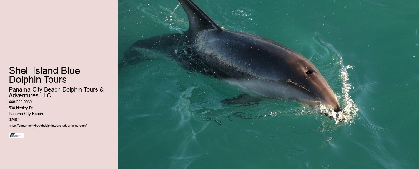 Dolphin And Snorkeling Tours Panama City Beach