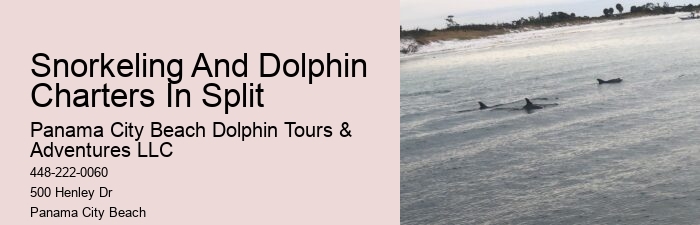 Dolphin Tours Near Me