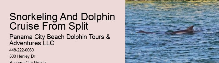 How close do the dolphin boats get to the dolphins in Panama City Beach