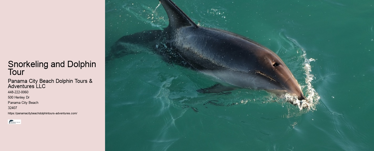 Individual Dolphin Discovery and Snorkeling