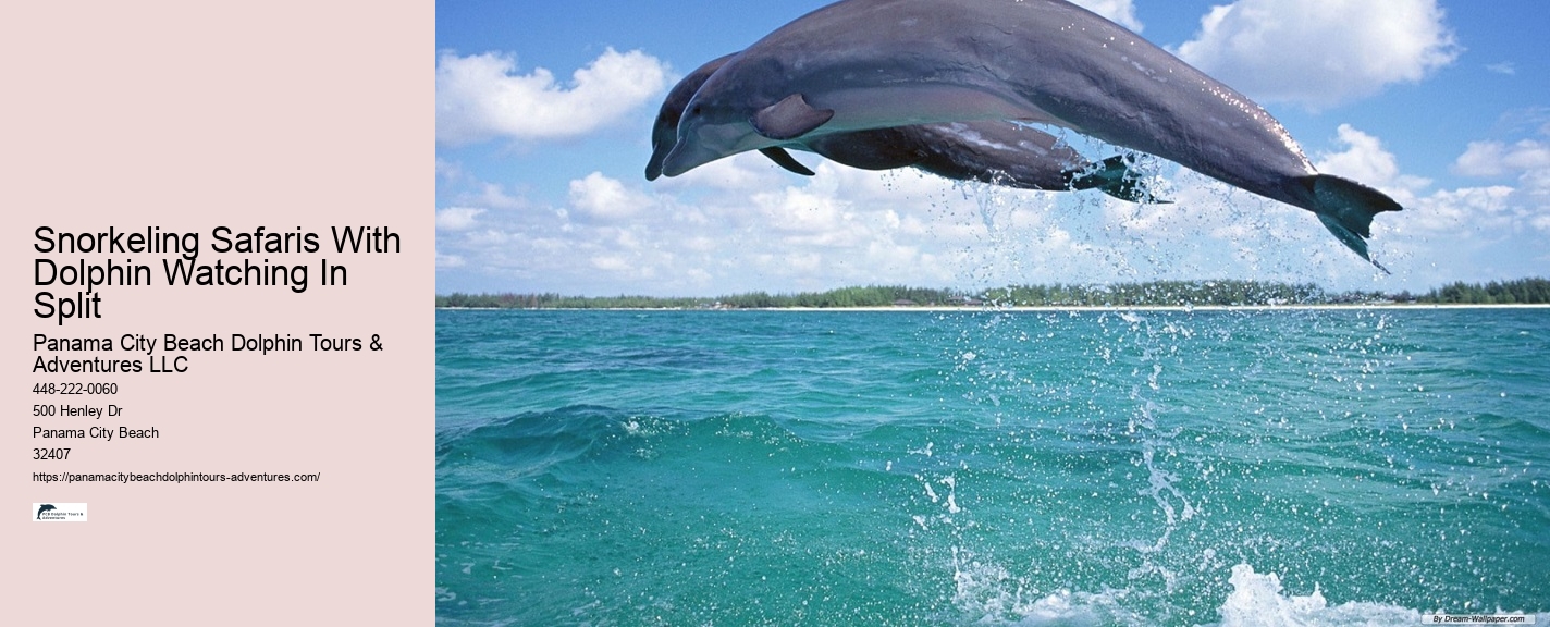 What Time Of Year Are Dolphins Most Active In Florida