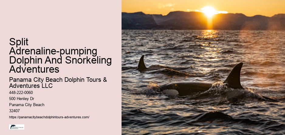 Split Adrenaline-pumping Dolphin And Snorkeling Adventures