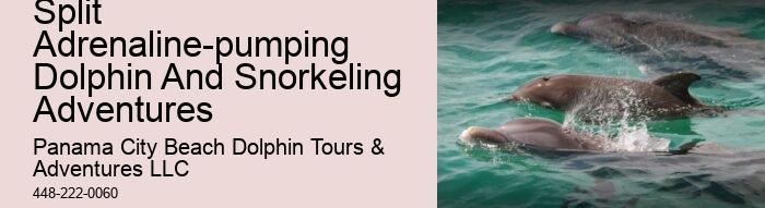 Panama City Beach dolphin watching excursions
